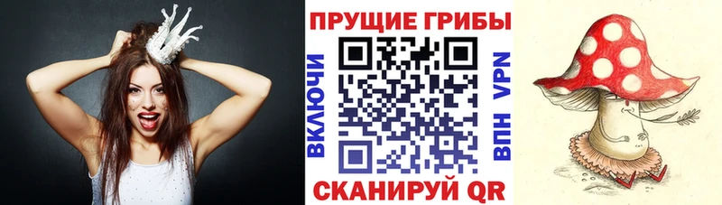 магазин  наркотиков  Куровское  Псилоцибиновые грибы Cubensis 